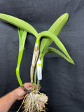 C. Big Ben `Blue Mountain' HCC/AOS Div #1 Cattleya Orchid Plant