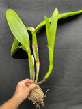 C. Big Ben `Blue Mountain' HCC/AOS Div #1 Cattleya Orchid Plant