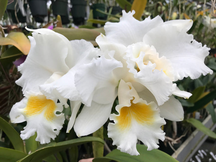 C. (Swan Lake x Sierra Blanca) Original Division Orchid Plant DIV 