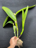 C. Big Ben `Blue Mountain' HCC/AOS Div #1 Cattleya Orchid Plant