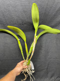 C. Big Ben `Blue Mountain' HCC/AOS Div #2 Cattleya Orchid Plant