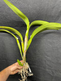C. Big Ben `Blue Mountain' HCC/AOS Div #2 Cattleya Orchid Plant