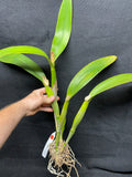C. Big Ben `Blue Mountain' HCC/AOS Div #2 Cattleya Orchid Plant