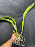 C. Big Ben `Blue Mountain' HCC/AOS Div #3 Cattleya Orchid Plant