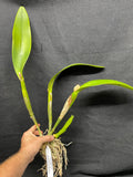 C. Big Ben `Blue Mountain' HCC/AOS Div #3 Cattleya Orchid Plant