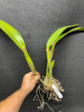 C. Big Ben `Blue Mountain' HCC/AOS Div #3 Cattleya Orchid Plant
