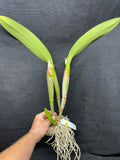 C. Big Ben `Blue Mountain' HCC/AOS Div #4 Cattleya Orchid Plant