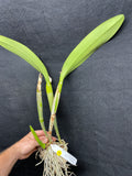 C. Big Ben `Blue Mountain' HCC/AOS Div #4 Cattleya Orchid Plant