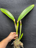 C. Big Ben `Blue Mountain' HCC/AOS Div #4 Cattleya Orchid Plant