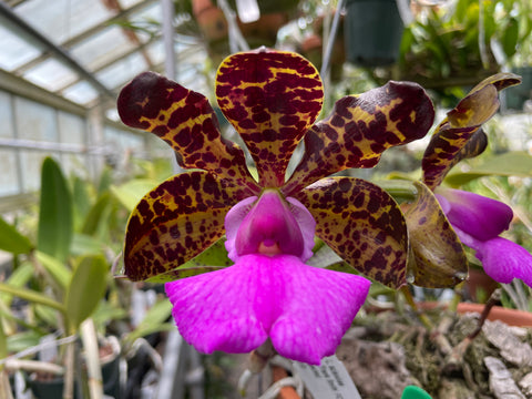 C. aclandiae (`Sebastian Ferrell' AM x `Frank Smith' FCC) Species Cattleya Orchid Plant 2.25" Pot