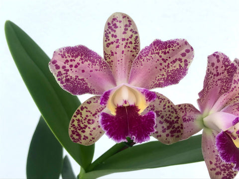 Blc. Pauwela Polka Dots `Exotic Orchids' HCC/AOS  Cattleya Orchid Plant DIV #1