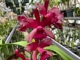 Blc. Ruby Suisse `Loretta's Ruby' Div #1 Cattleya Orchid Plant