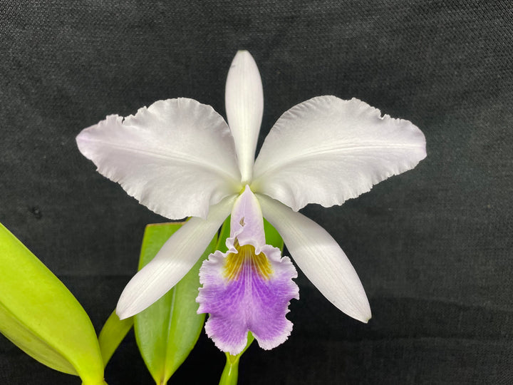 C. gaskelliana coerulea `Blue Dragon&