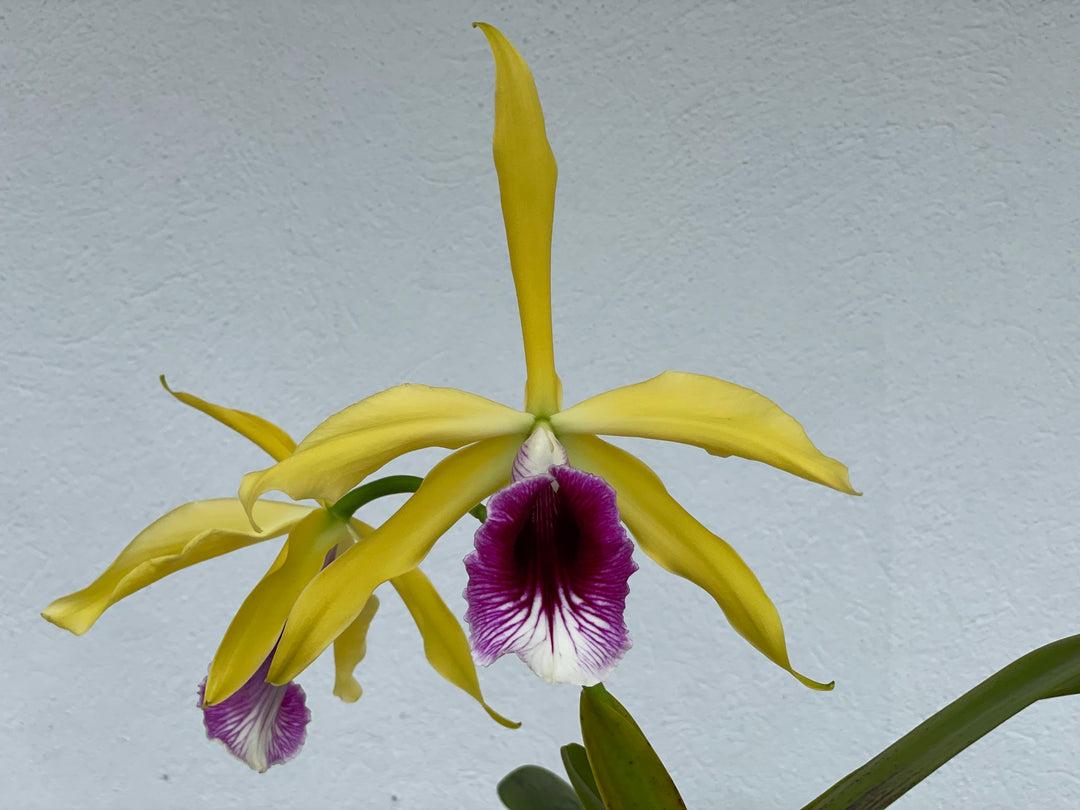 L. tenebrosa (`Maria Fumaca&