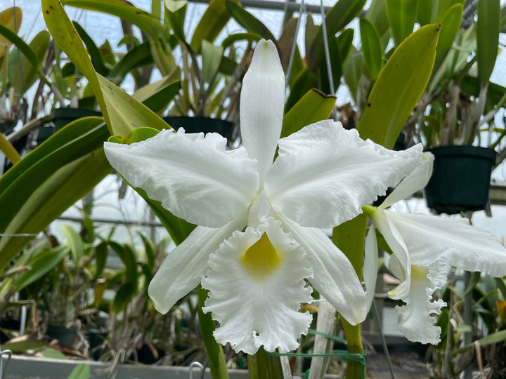 C. warscewiczii alba `Kathleen&