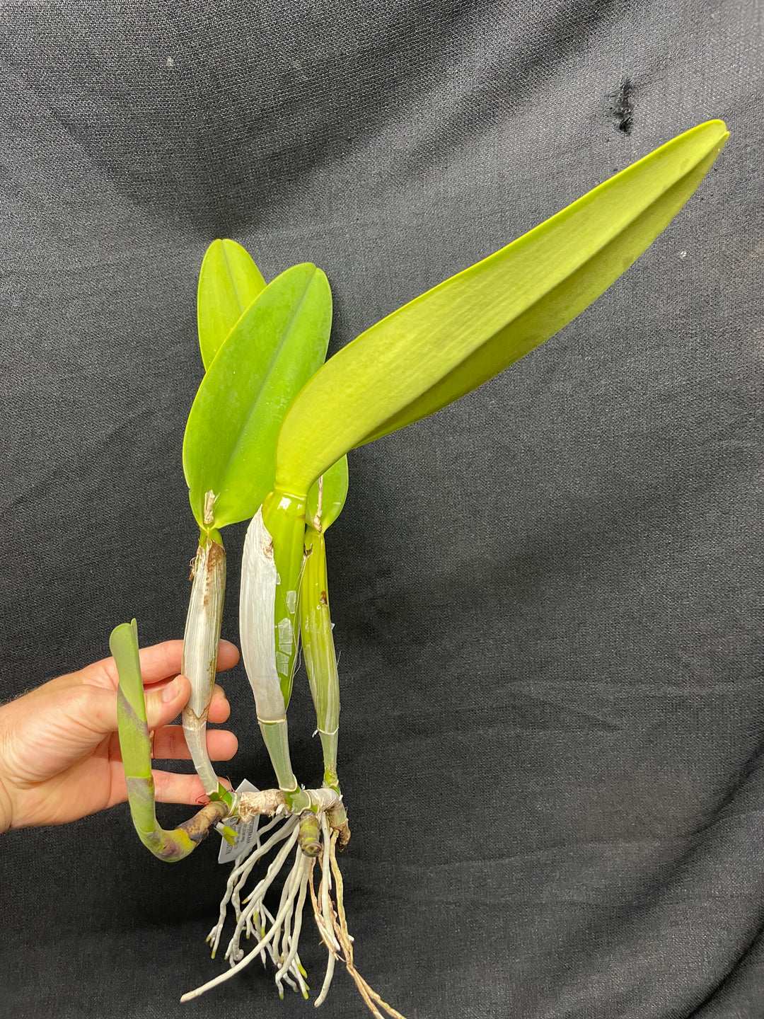 C. trianaei `