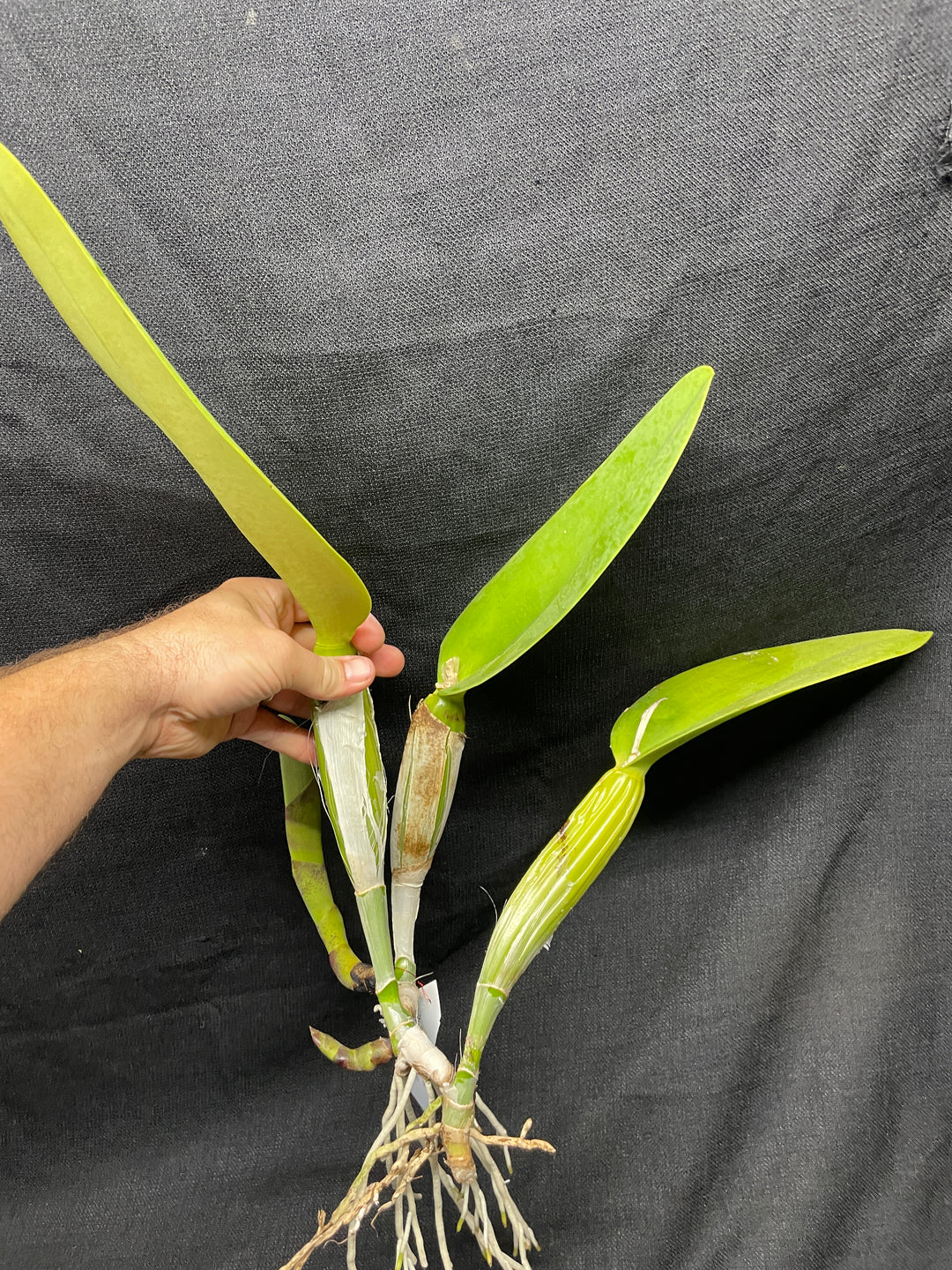 C. trianaei `