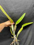 C. trianaei `#2' Original Division Select Species Cattleya Orchid Plant Div #1