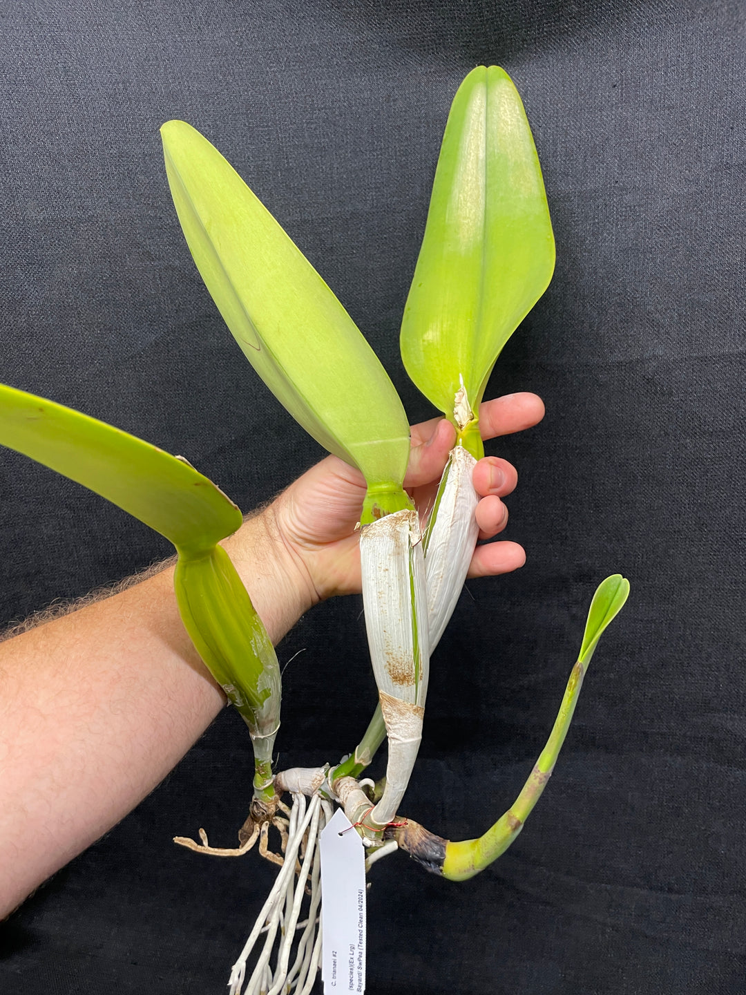 C. trianaei `