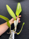 C. trianaei `#2' Original Division Select Species Cattleya Orchid Plant Div #1