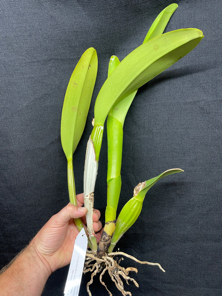 C. labiata s/a `Sakura Snowball&