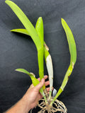 C. labiata s/a `Sakura Snowball' Original Division Select Species Cattleya Orchid Plant Div #1
