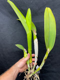 C. labiata s/a `Sakura Snowball' Original Division Select Species Cattleya Orchid Plant Div #1