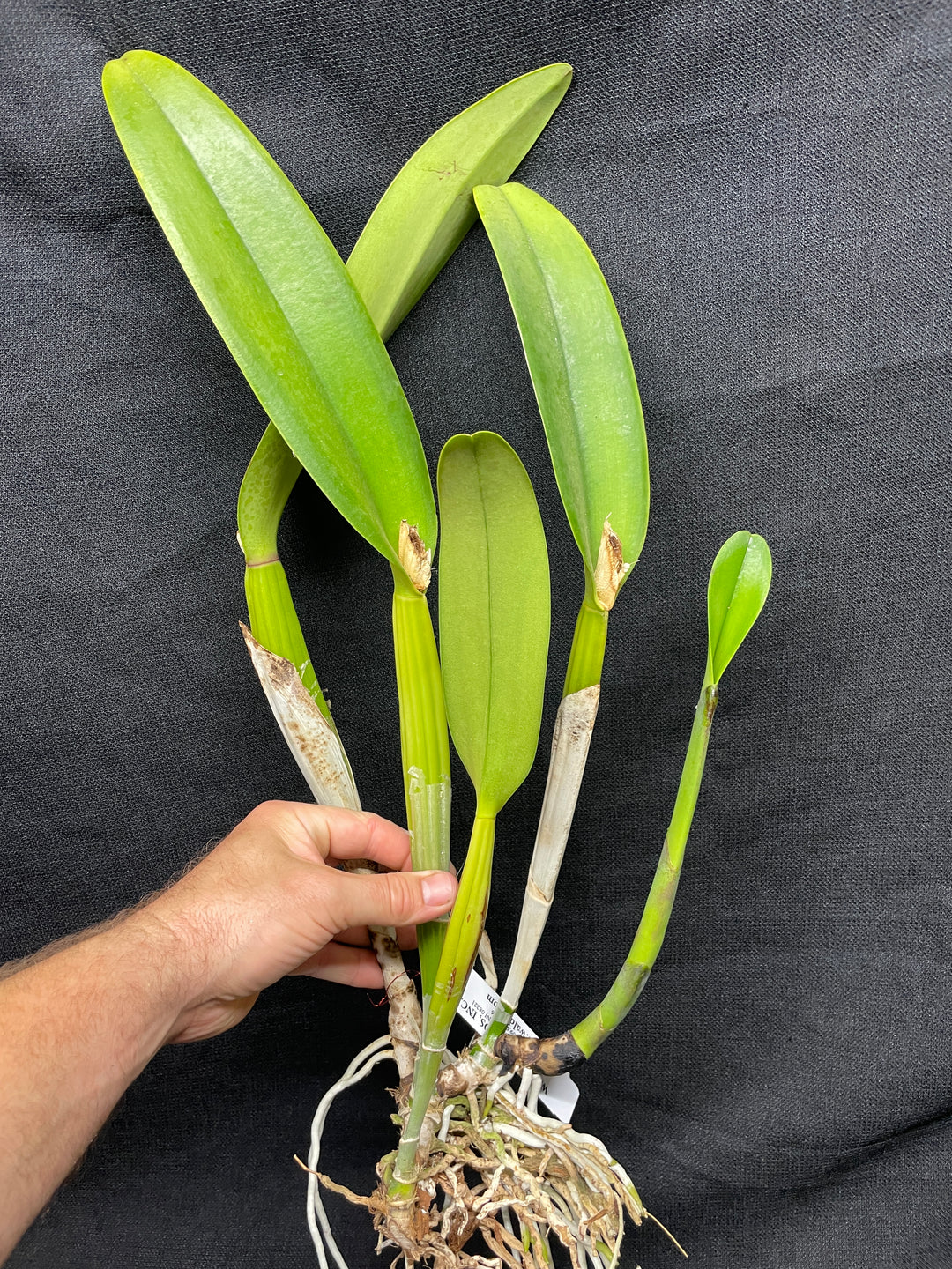 Lc. Prism Palette `Carnival&