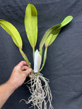 Slc. Fordyce's Finale `Calliope' Original Division #1  Orchid Plant
