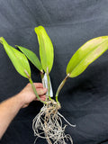 Slc. Fordyce's Finale `Calliope' Original Division #1  Orchid Plant