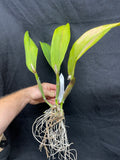 Slc. Fordyce's Finale `Calliope' Original Division #1  Orchid Plant
