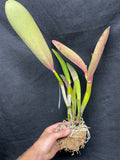Lc. Mem. Lieutenant Bracey  Div #1 Cattleya Orchid Plant