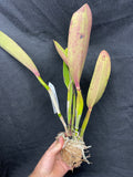 Lc. Mem. Lieutenant Bracey  Div #1 Cattleya Orchid Plant