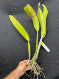 Lc. Cantaloupe `Linwood'  Div #1 Cattleya Orchid Plant