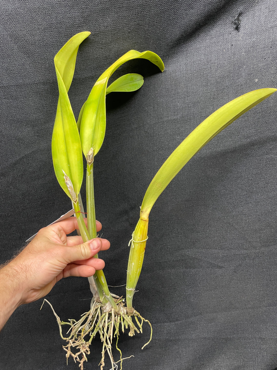 Lc. Cantaloupe `Linwood&