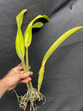 Lc. Cantaloupe `Linwood'  Div #1 Cattleya Orchid Plant