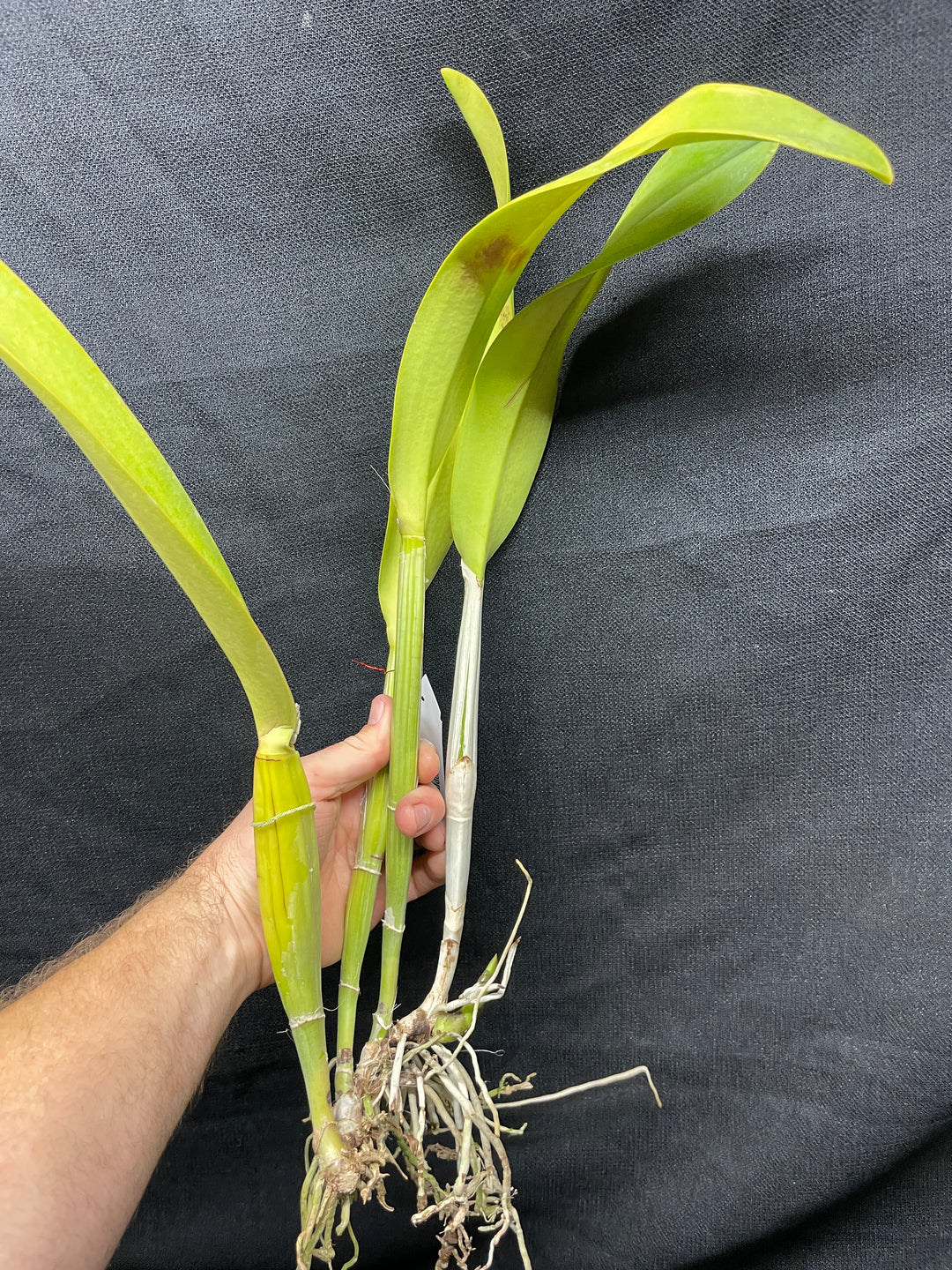 Lc. Cantaloupe `Linwood&