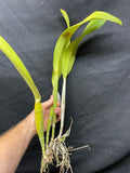 Lc. Cantaloupe `Linwood'  Div #1 Cattleya Orchid Plant