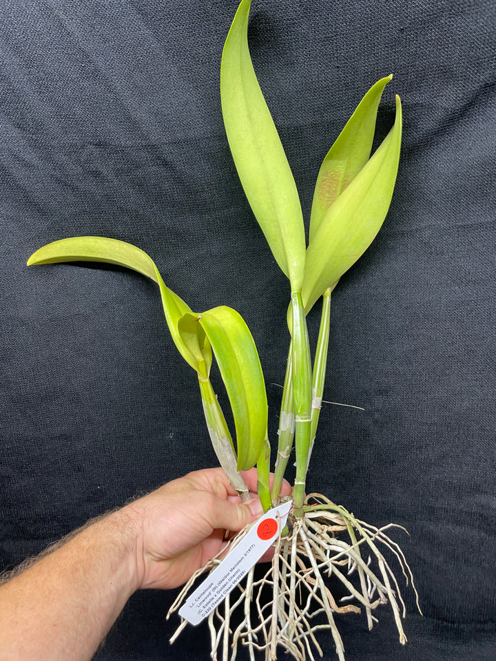 Lc. Cantaloupe `Linwood&