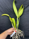 Lc. Cantaloupe `Linwood'  Div #2 Cattleya Orchid Plant