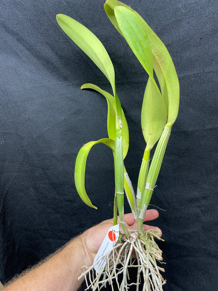 Lc. Cantaloupe `Linwood&