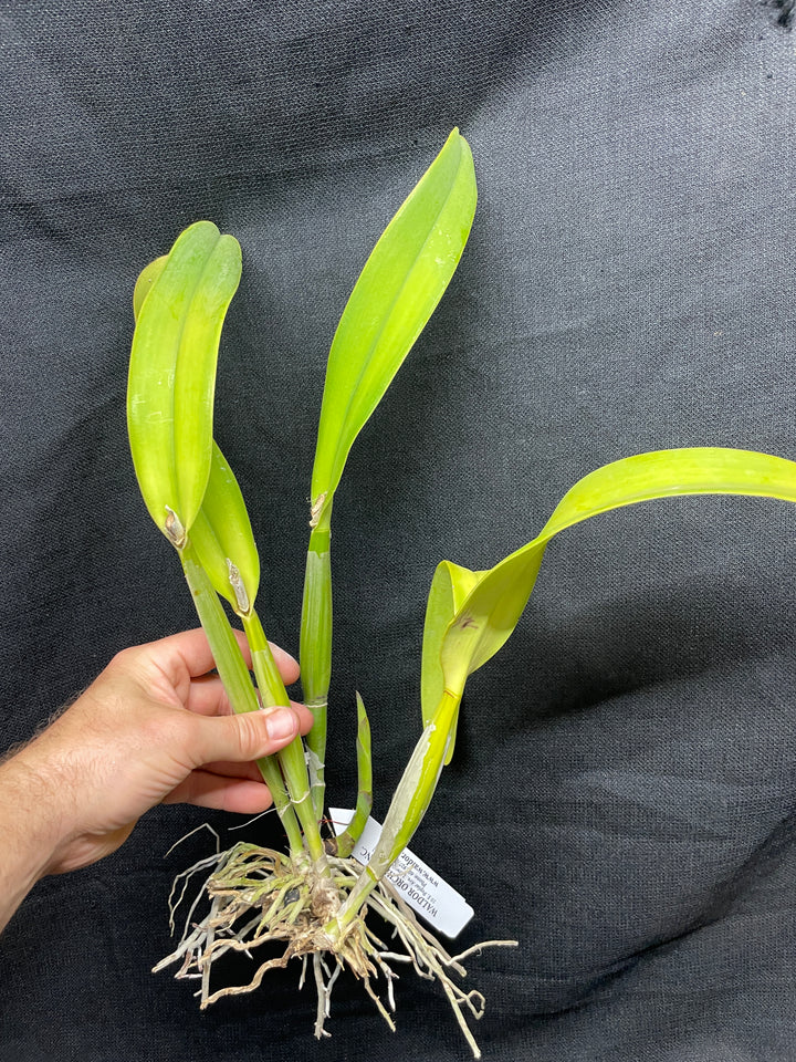 Lc. Cantaloupe `Linwood&