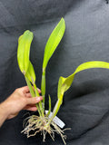 Lc. Cantaloupe `Linwood'  Div #2 Cattleya Orchid Plant
