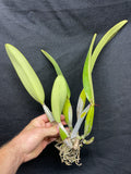 C. trianaei coeulea `Azulino' Original Division Select Species Cattleya Orchid Plant Div #1