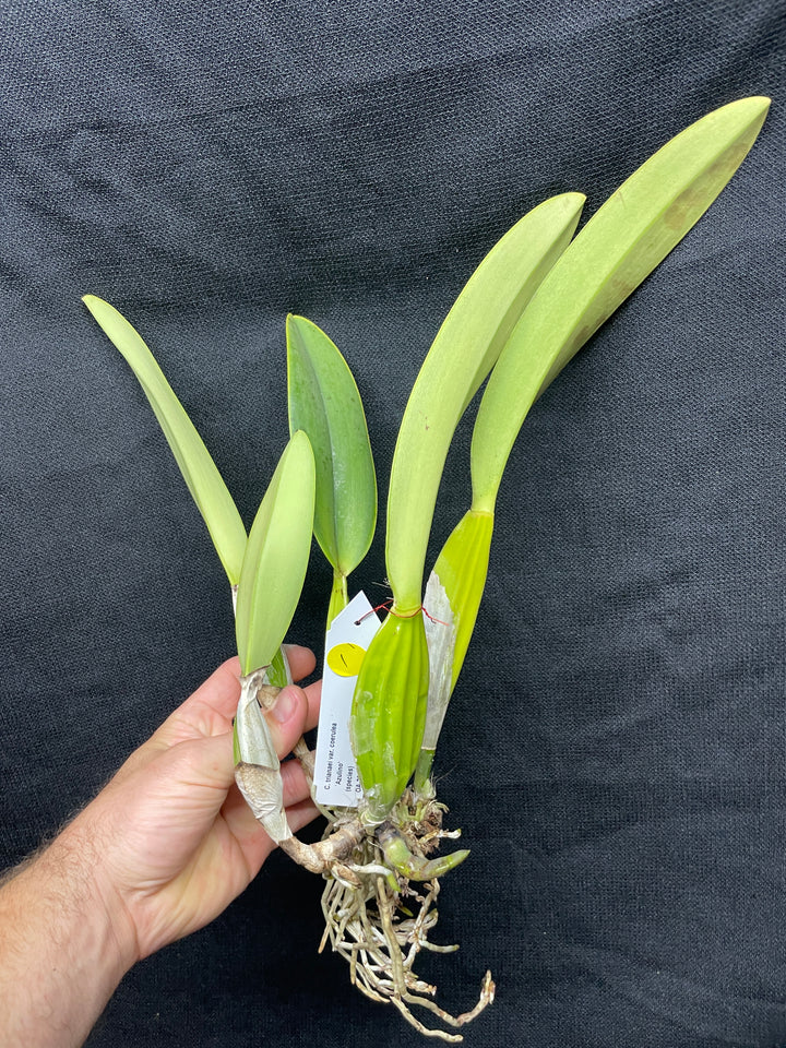 C. trianaei coeulea `Azulino&