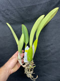 C. trianaei coeulea `Azulino' Original Division Select Species Cattleya Orchid Plant Div #1