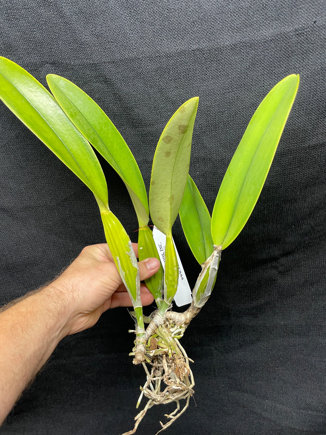 C. trianaei coeulea `Azulino&