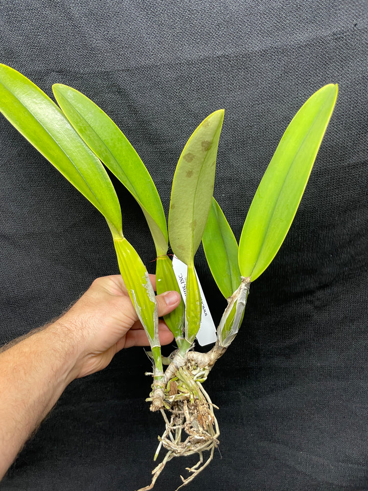 C. trianaei coeulea `Azulino&