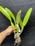 C. trianaei coeulea `Azulino' Original Division Select Species Cattleya Orchid Plant Div #1