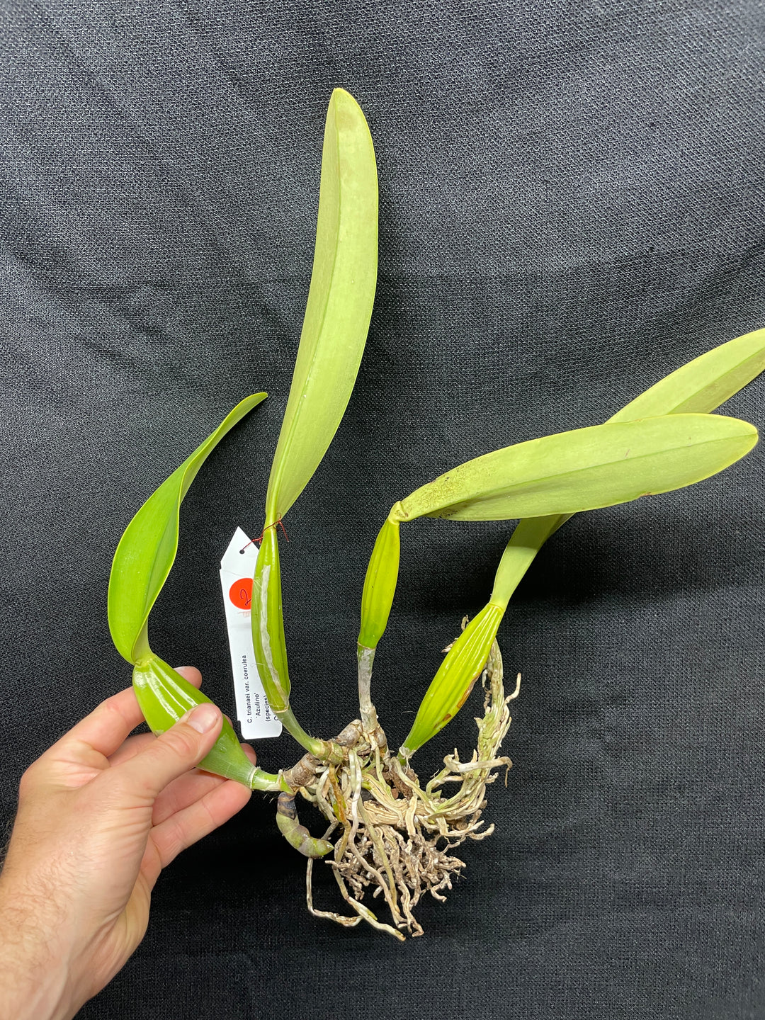 C. trianaei coeulea `Azulino&